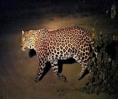 Tìm thấy thi thể không đầu của bé trai 3 tuổi bị con báo tha đi