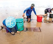 Có 1 bãi bồi ở Cà Mau khi nước rút lộ đầy đặc sản biển