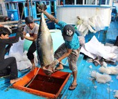 NỖ LỰC GỠ "THẺ VÀNG" THỦY SẢN: Gian nan khắc phục cảnh báo