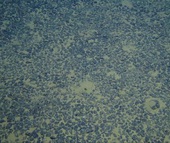 Tại sao Mỹ bỏ qua kho báu 16.000 tỉ USD dưới đáy Thái Bình Dương?