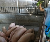 Năm Hợi  kể chuyện nuôi heo xưa và nay