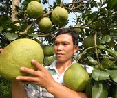 Vực dậy hợp tác xã nông nghiệp