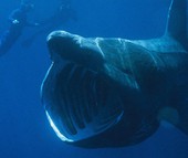 Kinh ngạc với cá mập to như máy bay phản lực xuất hiện ở Mỹ