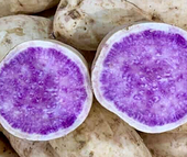 400.000 đồng một kg khoai lang vỏ trắng ruột tím