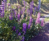 Khám phá đảo Hokkaido, nơi tuyết rơi mùa hè