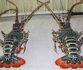 Biến cây tre thành... con tôm hùm tiền triệu