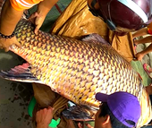 Vụ đưa cá hô lên TP HCM xẻ thịt: Có thể bị phạt 1 tỉ đồng