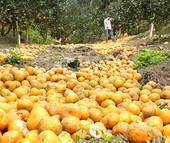 Cam sành Hà Giang rụng hàng loạt