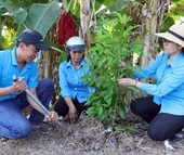 Đồng Tháp: Trồng 1.000 cây xanh tạo cảnh quan môi trường