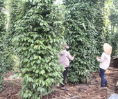 Vụ xã "tính nhầm" tiền lãi lên gấp 3 lần: Kiểm điểm cán bộ nông nghiệp xã