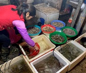 Chiêu bán hàng mới, chị bán rau, bà buôn cá bình thản mùa dịch