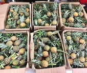 Dứa mini Thái đổ về Việt Nam