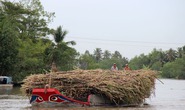 Áp dụng phòng vệ thương mại với mía đường