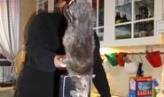 Bắt được “chuột quái vật” dài 40 cm