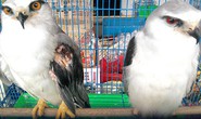 Vô tư buôn bán động vật hoang dã