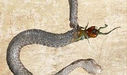 Bị nuốt sống, rết xé thủng bụng rắn chui ra ngoài