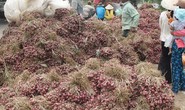 Hàng chục ngàn tấn hành tím tồn đọng bị hư hỏng