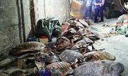 Phát hiện 2 cơ sở tàng trữ 4.000 xác rùa biển