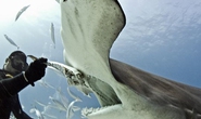 Thợ lặn một mình đối diện với hàm cá mập