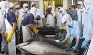 Cá ngừ đi Nhật có giá gấp 3