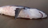 Cá mập giãy giụa đến chết vì mắc nghẹn... sư tử biển