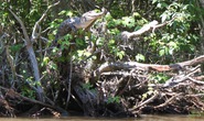 Phát hiện loài cá sấu biết leo cây