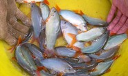 Nuôi cá “heo” nước ngọt ở An Giang