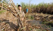 Thêm vụ mía đắng lòng