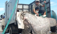 Bắt được cá mặt trăng quý hiếm nặng hơn 500 kg, dài 2,8 m