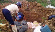 Thanh Hóa: Tiêu hủy hơn 2 tấn bì lợn bốc mùi hôi thối
