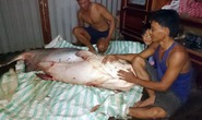 Nông dân bắt được cá tra dầu nặng 135 kg