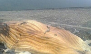Cá lạ dài 10 m trôi dạt vào bờ biển