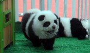 Chó gấu trúc gây sốt ở Trung Quốc