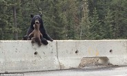 Thót tim cảnh gấu mẹ giải cứu con khỏi đường cao tốc