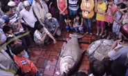 Dân Vĩnh Long ùn ùn đi xem cá hô khủng