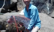 Dân Đà Nẵng câu được cá mái chèo dài 4,2 mét