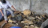 Hạ sát rùa biển bán sang Trung Quốc