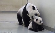 Gấu trúc mẹ dỗ gấu con đi ngủ