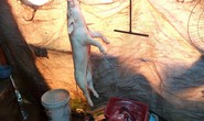 Hai lò mổ heo lậu tại... nhà vệ sinh, chuồng heo