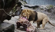 Vườn thú xả thịt hươu con cho sư tử ăn!