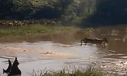 Cá sấu đớp linh dương châu Phi nhanh như điện