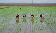 Dân Triều Tiên lại đối mặt nguy cơ thiếu ăn