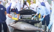 Lô cá ngừ Bình Định đấu giá thành công tại Nhật