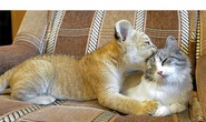 Ấm áp mẹ mèo yêu sư tử con