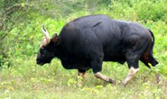 Phú Yên: Xuất hiện 2 con bò tót