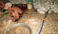 Chặn đường vịt “bẩn” lên bàn cúng