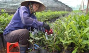 Đua trồng mắc ca, có ngày mắc... nợ!