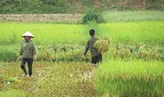 Một nông dân bị sét đánh chết khi đi thu hoạch lúa