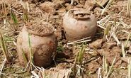 Làm đất trồng lúa, phát hiện nhiều cổ vật hàng ngàn năm
