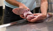 Ngư dân Úc bắt được cá mập yêu tinh kỳ dị